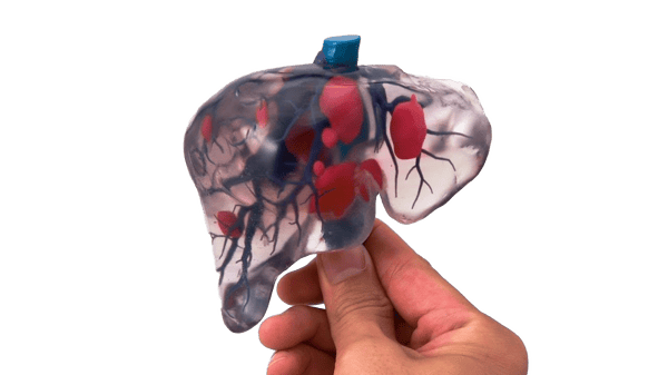 liver 3d